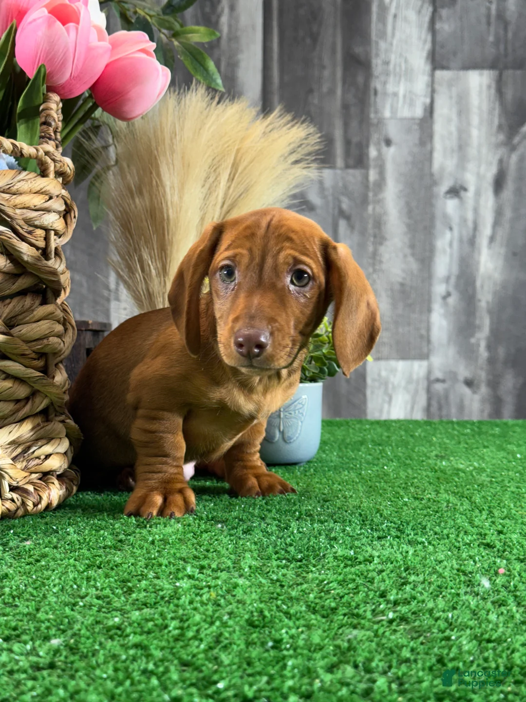 Dachshund dogs for sale: Dustin - Ad 5