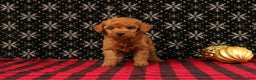 Miniature Poodle dogs for sale: Wonder - Ad 3