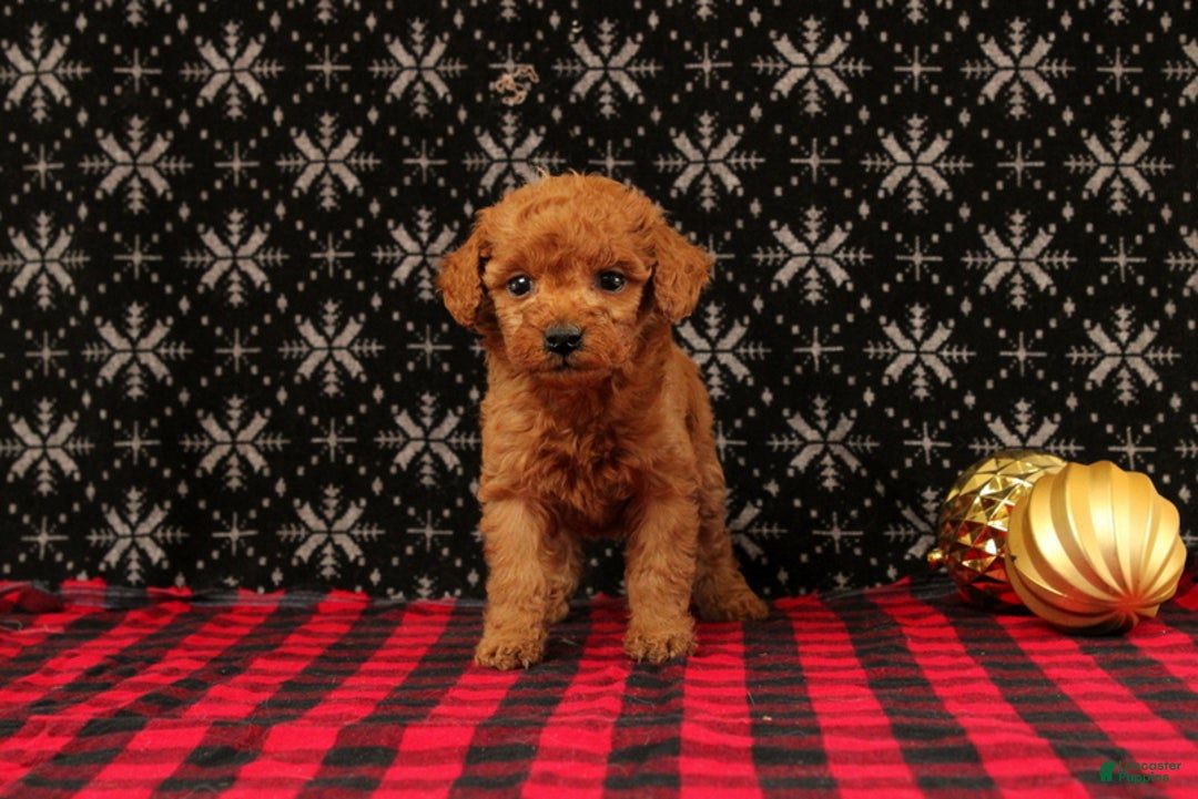 Miniature Poodle dogs for sale: Wonder - Ad 3