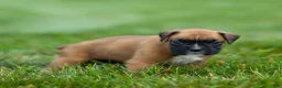 Boxer dogs for sale: Nettie Boxer  - Ad 10