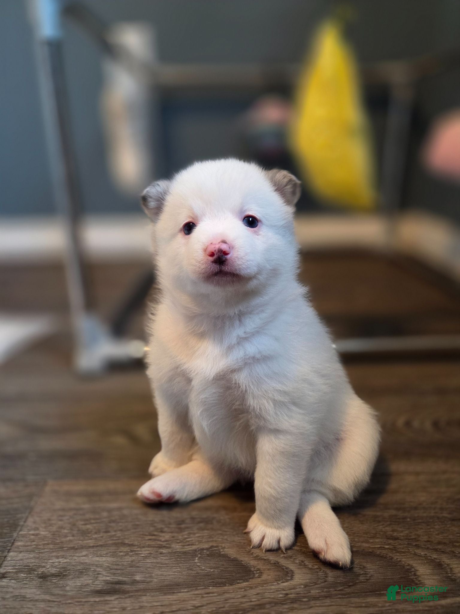 Pomsky dogs Charli - Ad 38