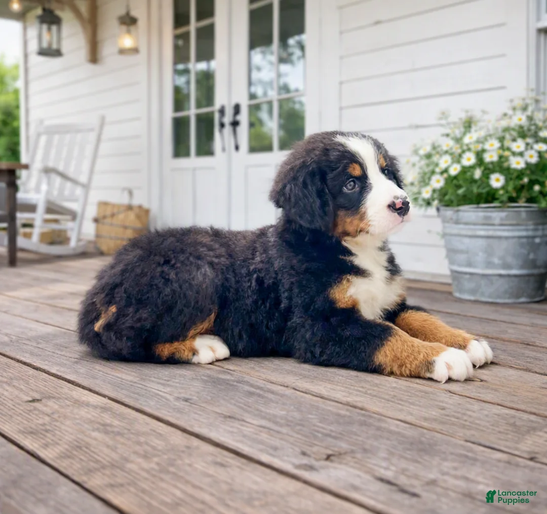 Bernese Mountain Dog dogs for sale: Iris - Ad 3