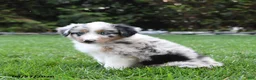 Australian Shepherd dogs for sale: Boomer - Ad 3