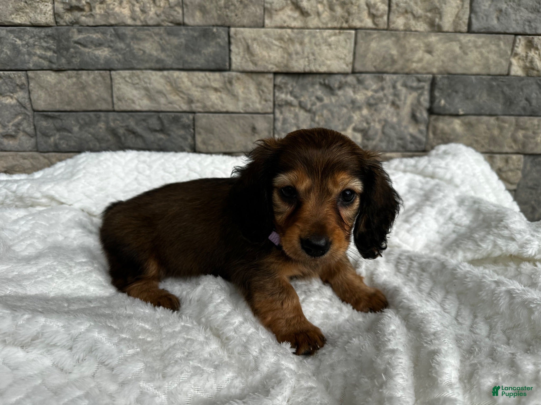 Miniature Dachshund dogs Cassie  - Ad 14