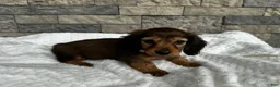 Miniature Dachshund dogs for sale: Cassie  - Ad 1
