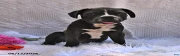 Frenchton dogs for sale: Rover - Ad 3