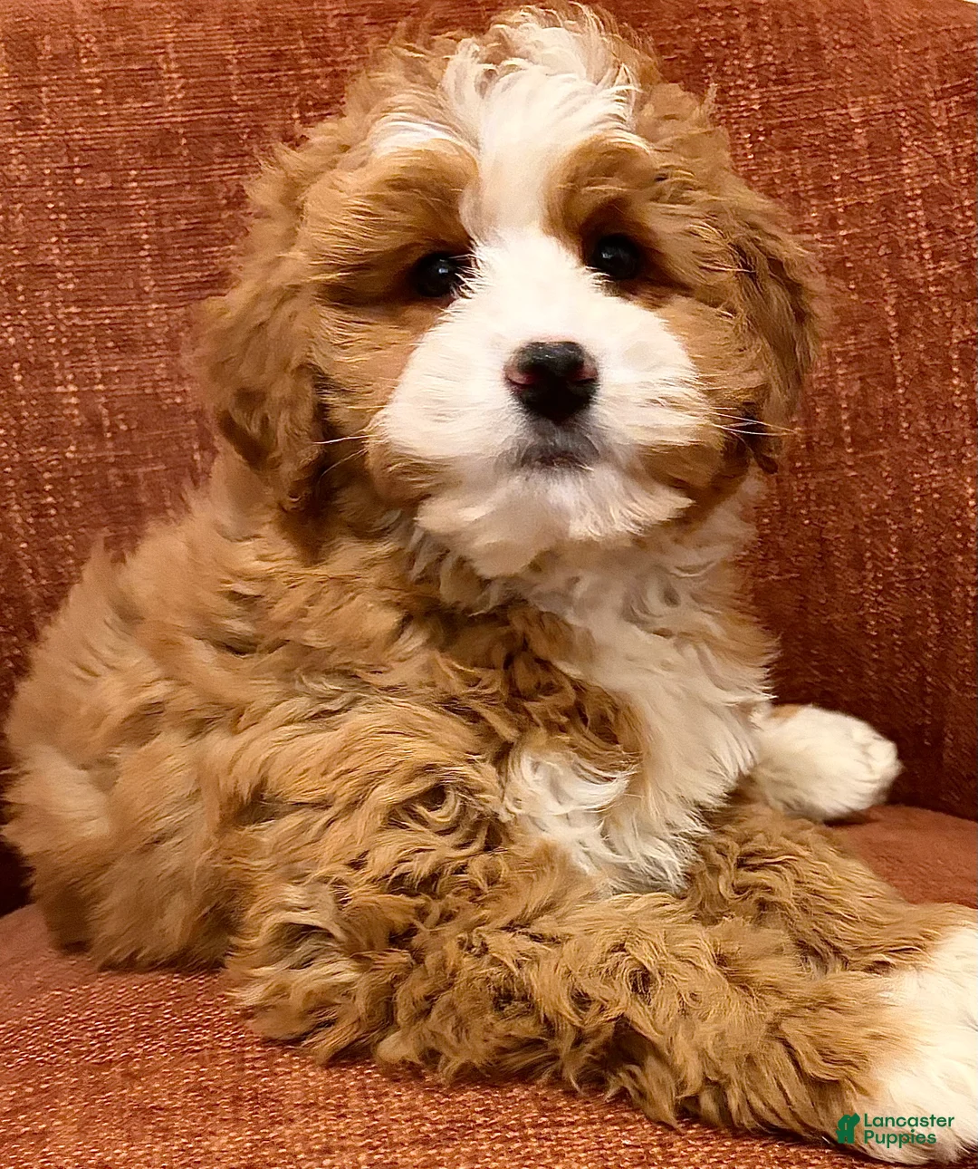 Mini Bernedoodle dogs for sale: 💛 IN BOSTON MASSACHUSETTS AREA 💛 RED AND WHITE ABSTRACT GIRL 💛 MINI BERNEDOODLE 💛 - Ad 2
