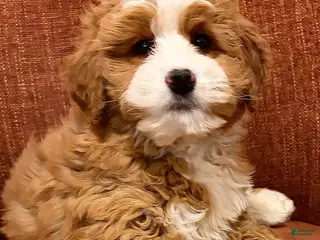 Mini Bernedoodle dogs 💛 IN BOSTON MASSACHUSETTS AREA 💛 RED AND WHITE ABSTRACT GIRL 💛 MINI BERNEDOODLE 💛 - Ad 37