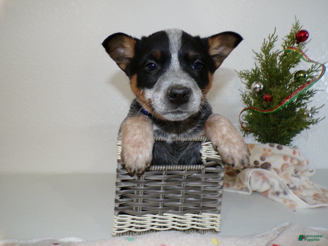 Australian Cattle Dog dogs for sale: Australian Cattle Dog Puppy 2 - Ad 2