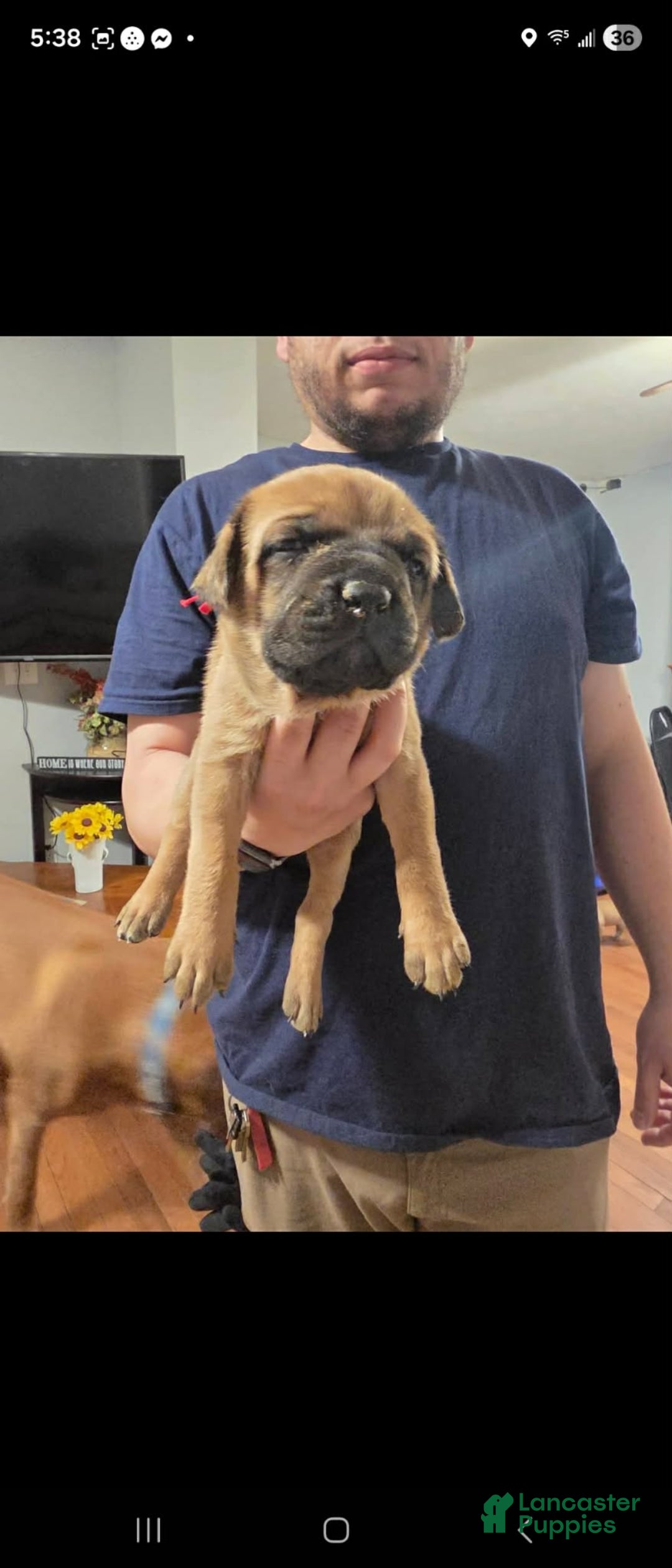English Mastiff dogs English Mastiff Puppy 3 - Ad 22