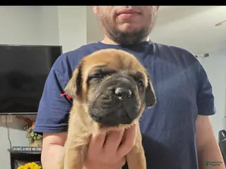 English Mastiff dogs English Mastiff Puppy 3 - Ad 22