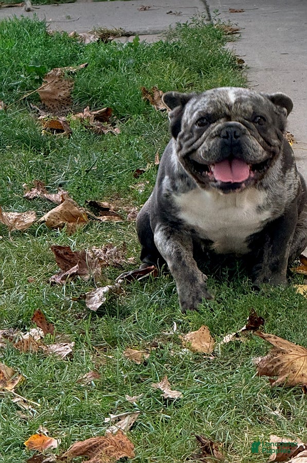 French Bulldog dogs Heid  - Ad 2