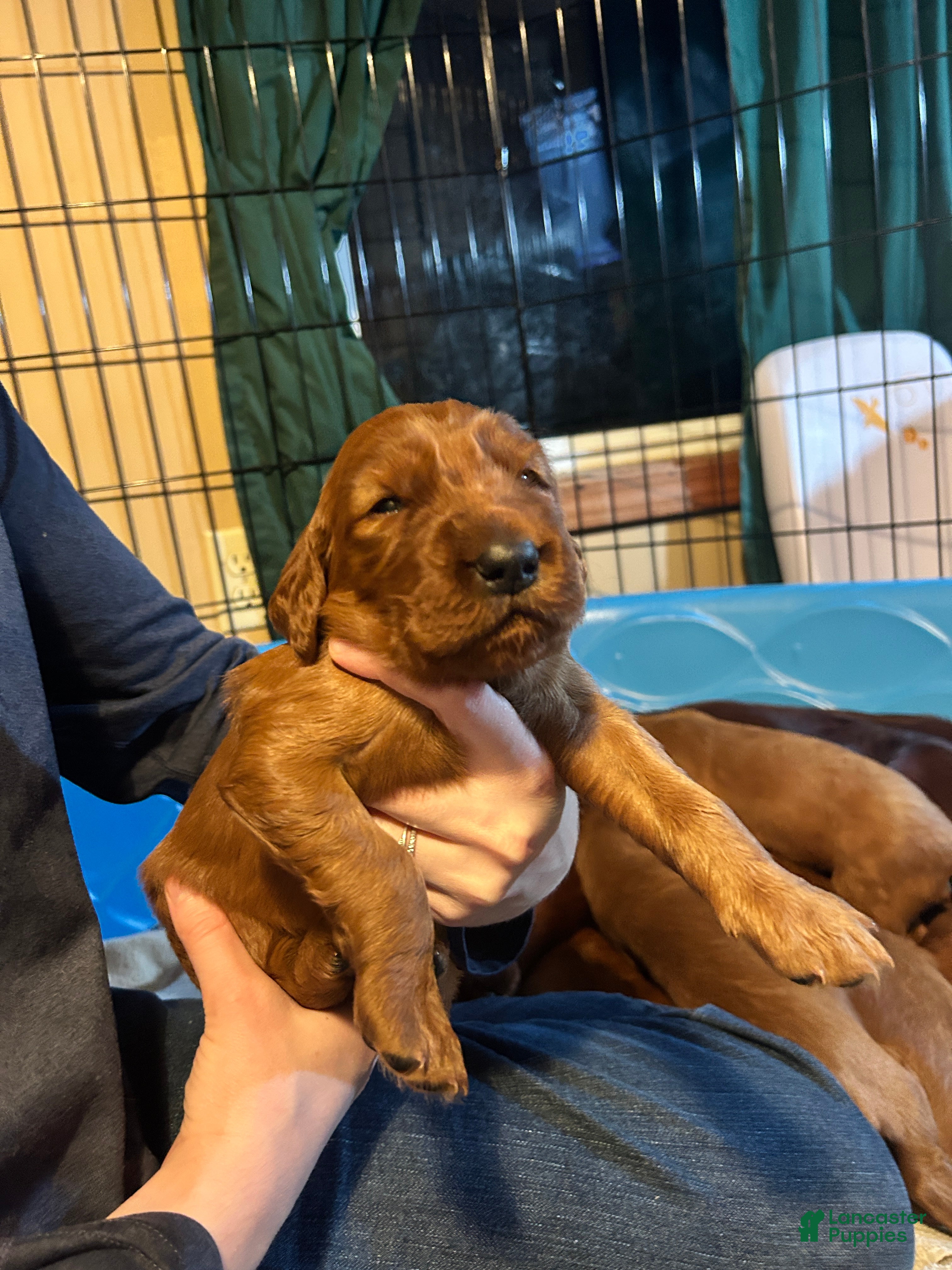 Irish Setter dogs Irish Setter Puppy 5 - Ad 12