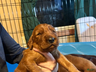 Irish Setter dogs Irish Setter Puppy 5 - Ad 12