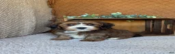 Havanese dogs for sale: Echo - Ad 4
