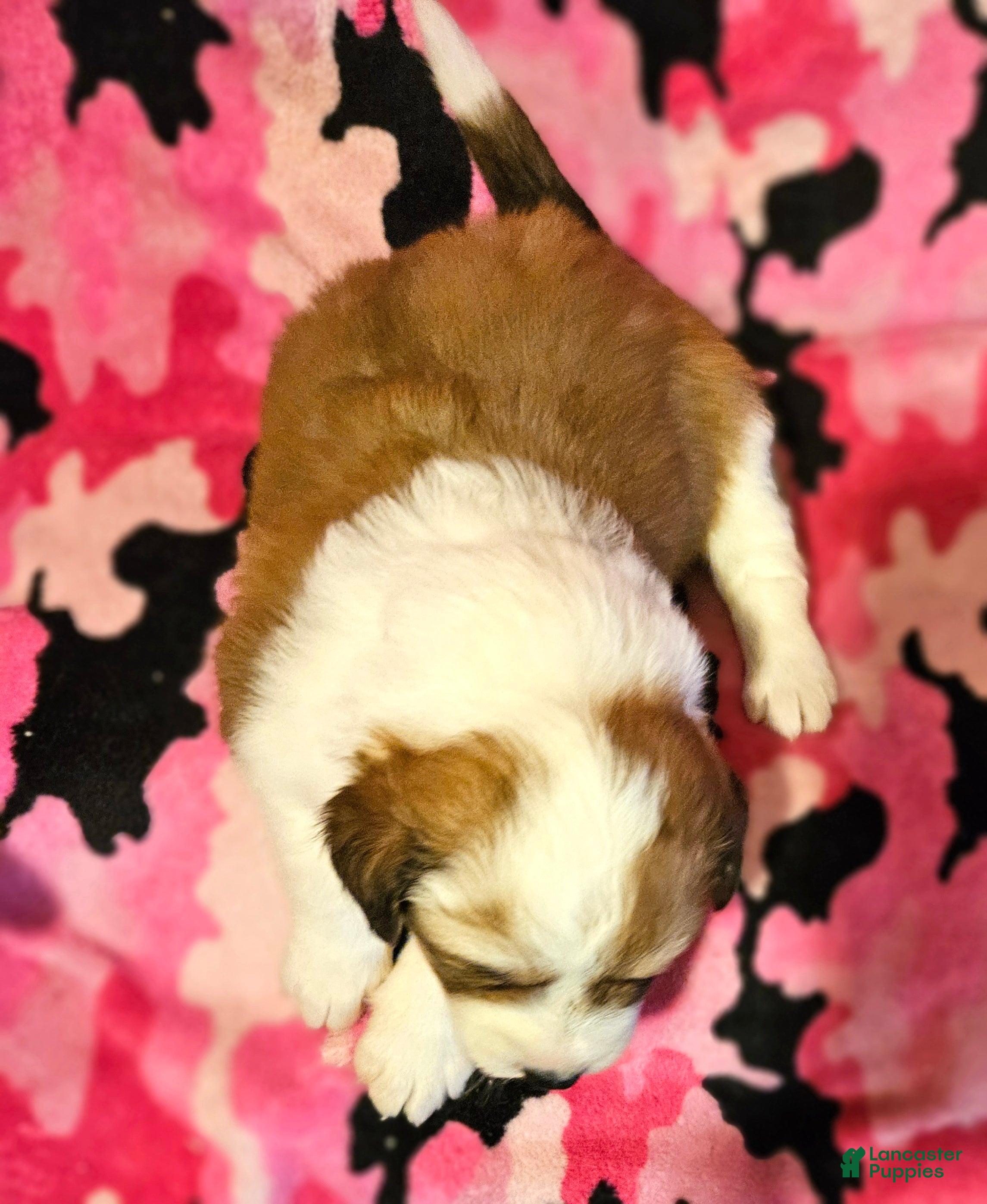 Border Collie dogs Trish - Ad 14