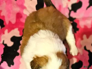 Border Collie dogs Trish - Ad 14