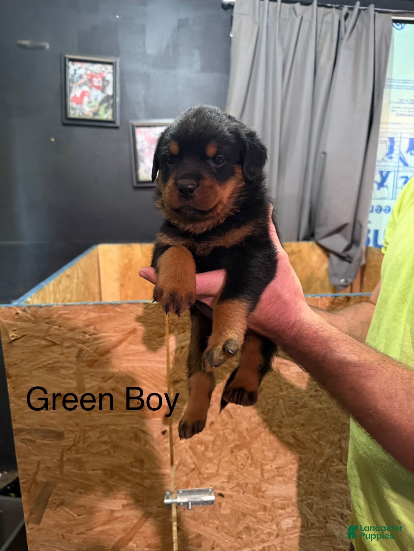 Rottweiler dogs Rottweiler 2 - Ad 1