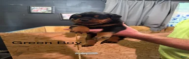 Rottweiler 2