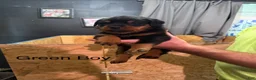 Rottweiler dogs for sale: Rottweiler 2 - Ad 1