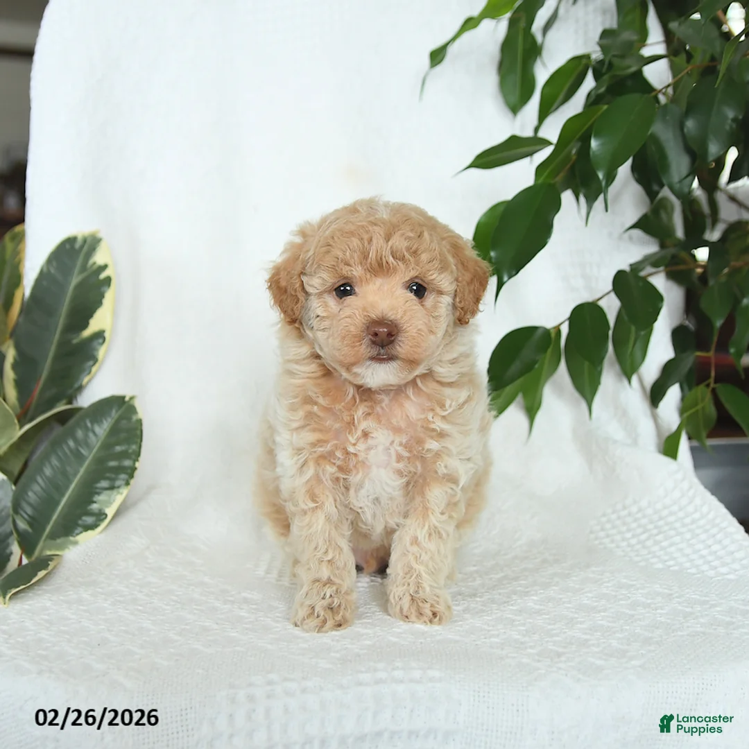 Miniature Poodle dogs for sale: Sunny   - Ad 4