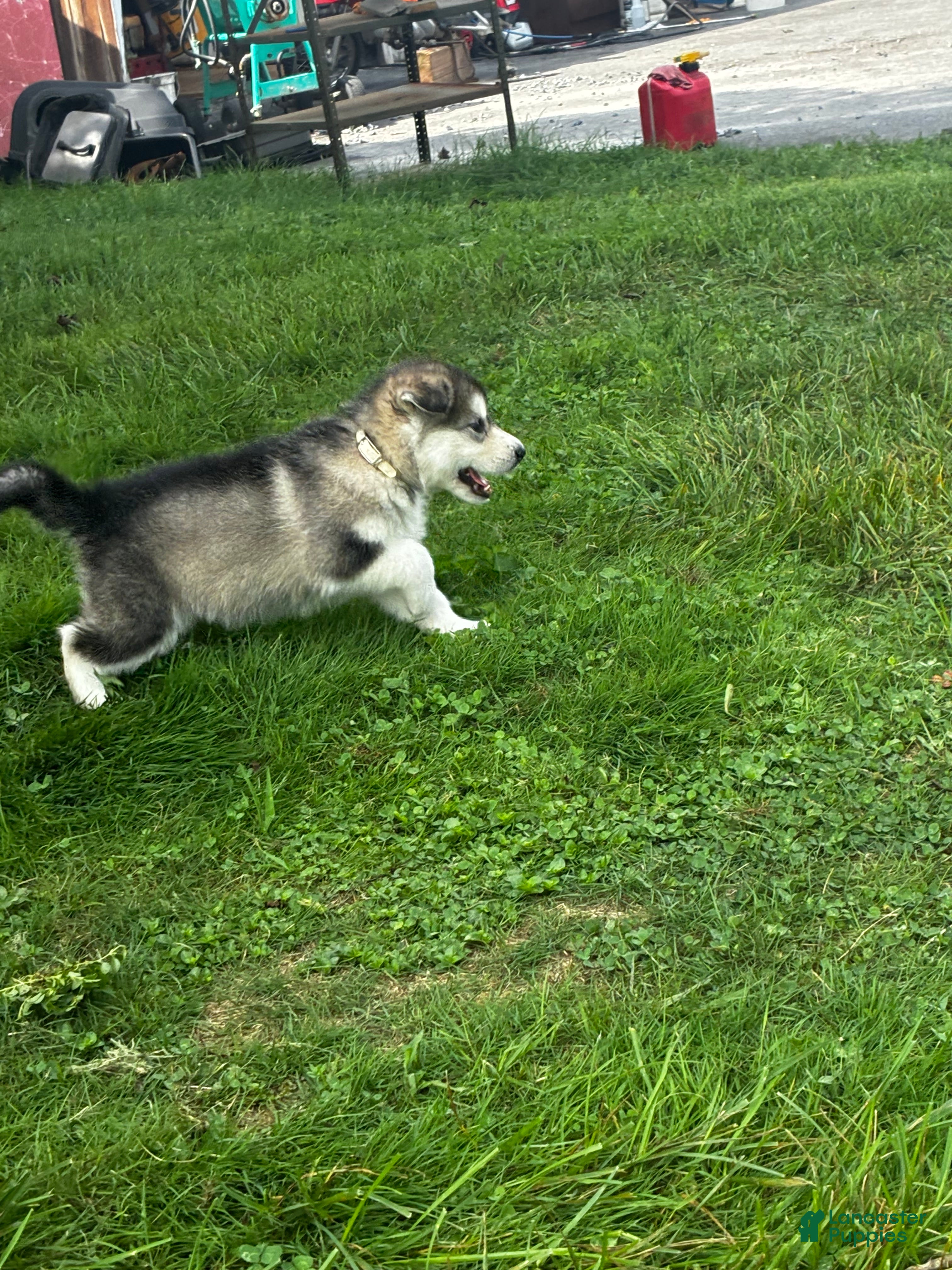 Alaskan Malamute dogs for sale: Cloud ☁️  - Ad 3