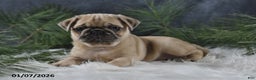 Pug dogs for sale: Brinley - Ad 5