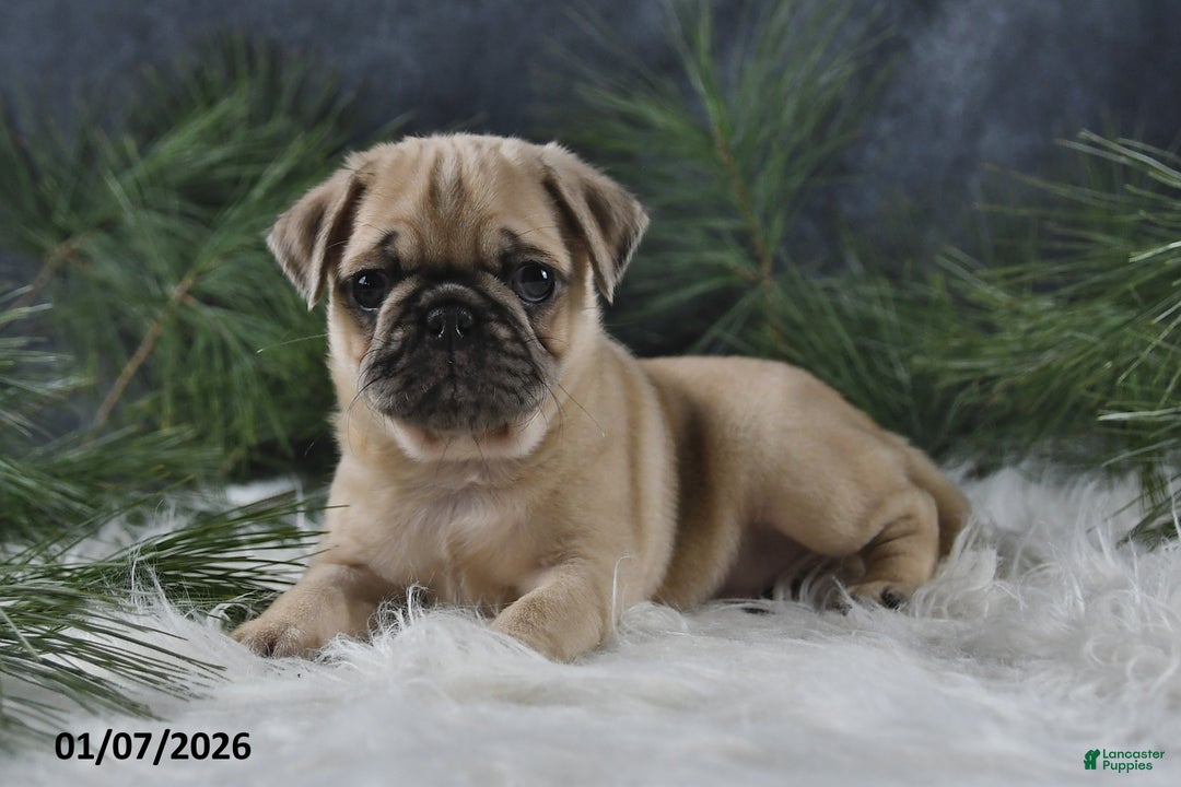 Pug dogs for sale: Brinley - Ad 5