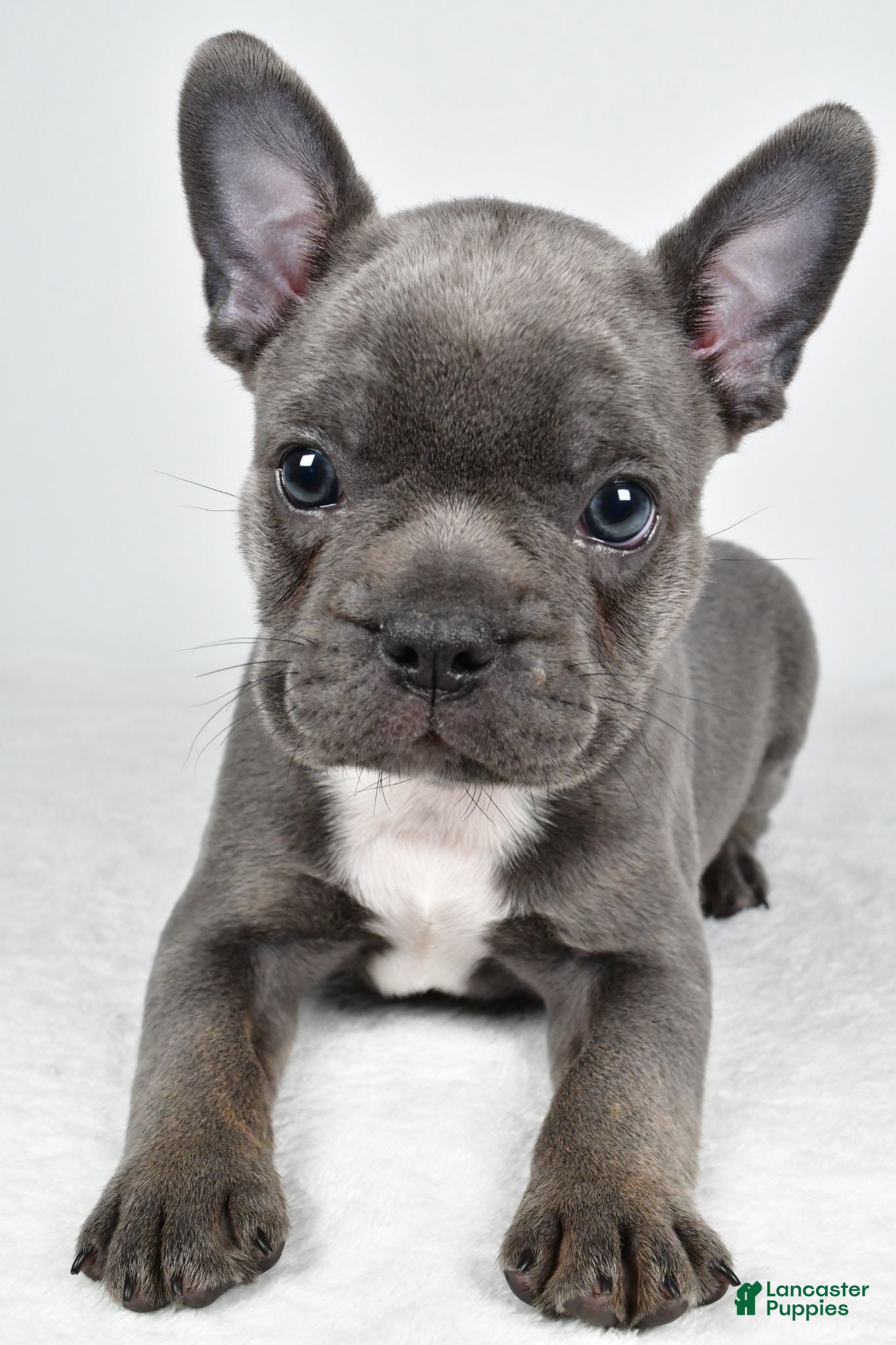 Frenchton dogs Finley - Ad 2