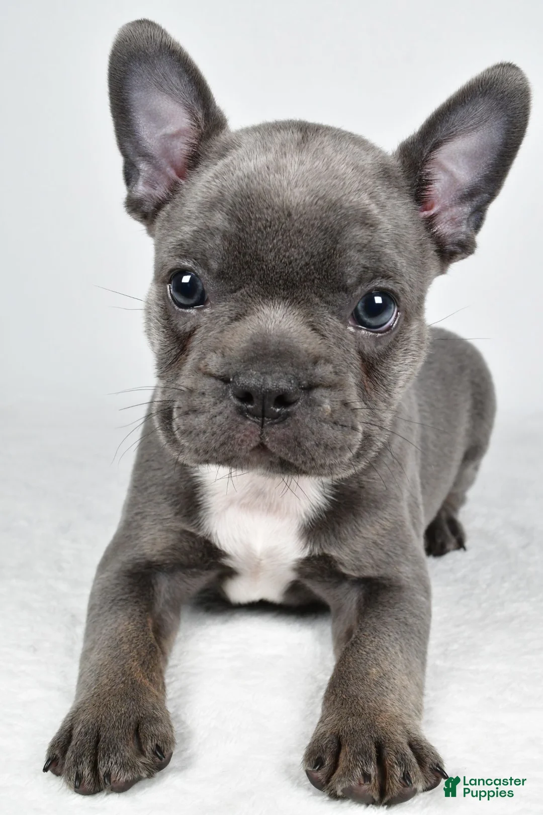 Frenchton dogs for sale: Finley - Ad 2