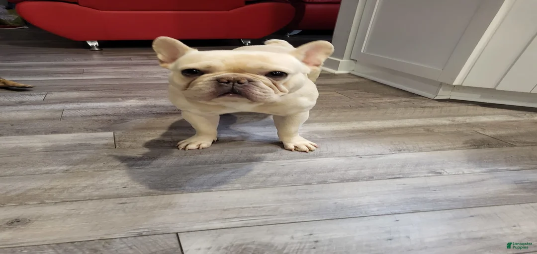 Gallery Image {{count}}