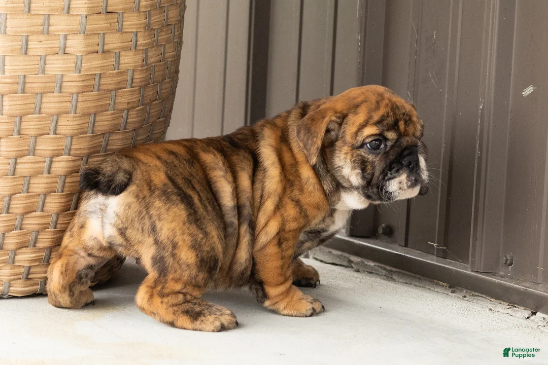 English Bulldog dogs for sale: Bella - Ad 2