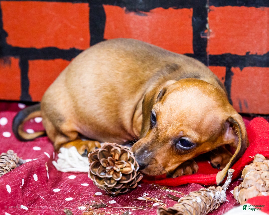 Miniature Dachshund dogs for sale: Xander - Ad 3