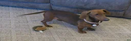 Dachshund dogs for sale: Taza - Ad 4