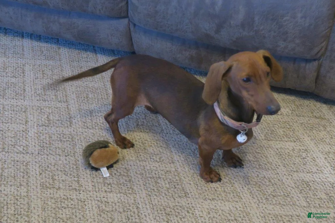 Dachshund dogs for sale: Taza - Ad 4