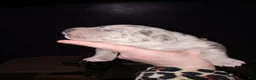 Daniff dogs for sale: RIVER-Daniff Puppy 5 - Ad 3