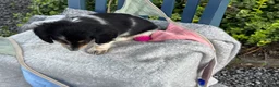 Miniature Dachshund dogs for sale: Tango - Ad 7