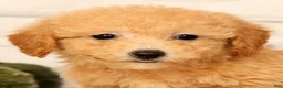 Bichpoo dogs for sale: Olive - Ad 9