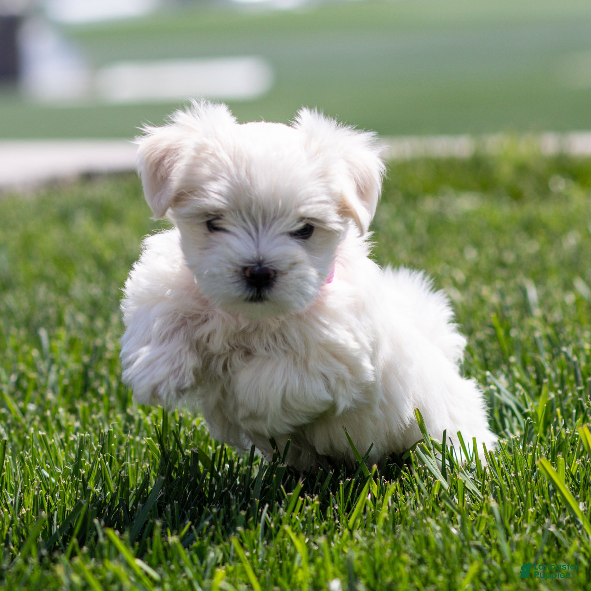 Maltese dogs Maggie Maltese Puppy  - Ad 1
