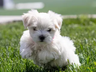 Maltese dogs for sale: Maggie Maltese Puppy - Ad 3