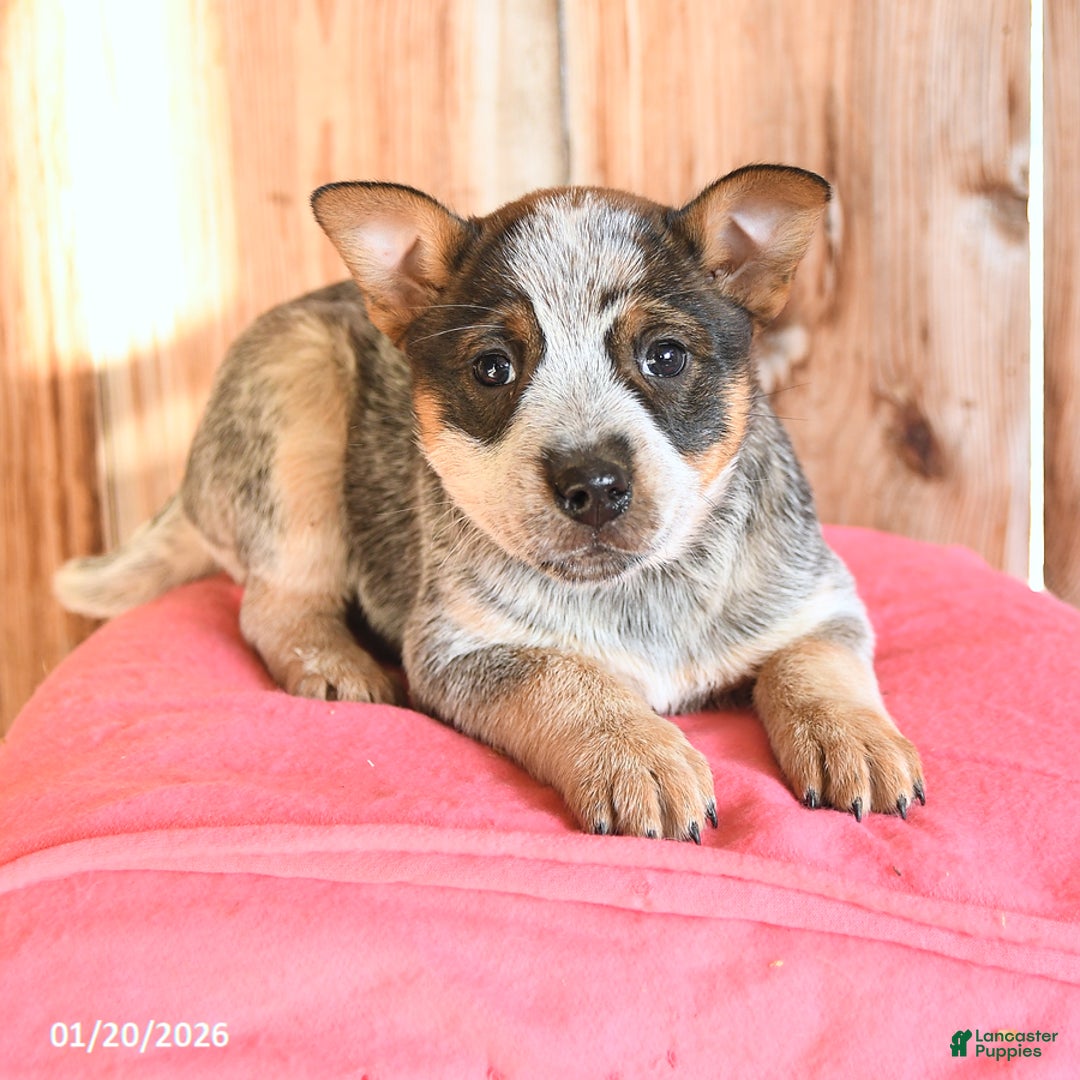 Australian Cattle Dog dogs for sale: Mamie - Ad 3