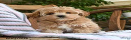 Maltipoo dogs for sale: Pluto - Ad 4