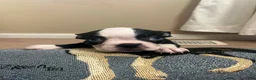 Boston Terrier dogs for sale: Boston Terrier 6 - Ad 17