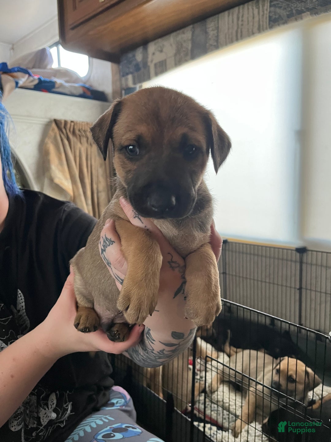 Mixed Breed dogs for sale: Mixed Breed Puppy 3 - Ad 14