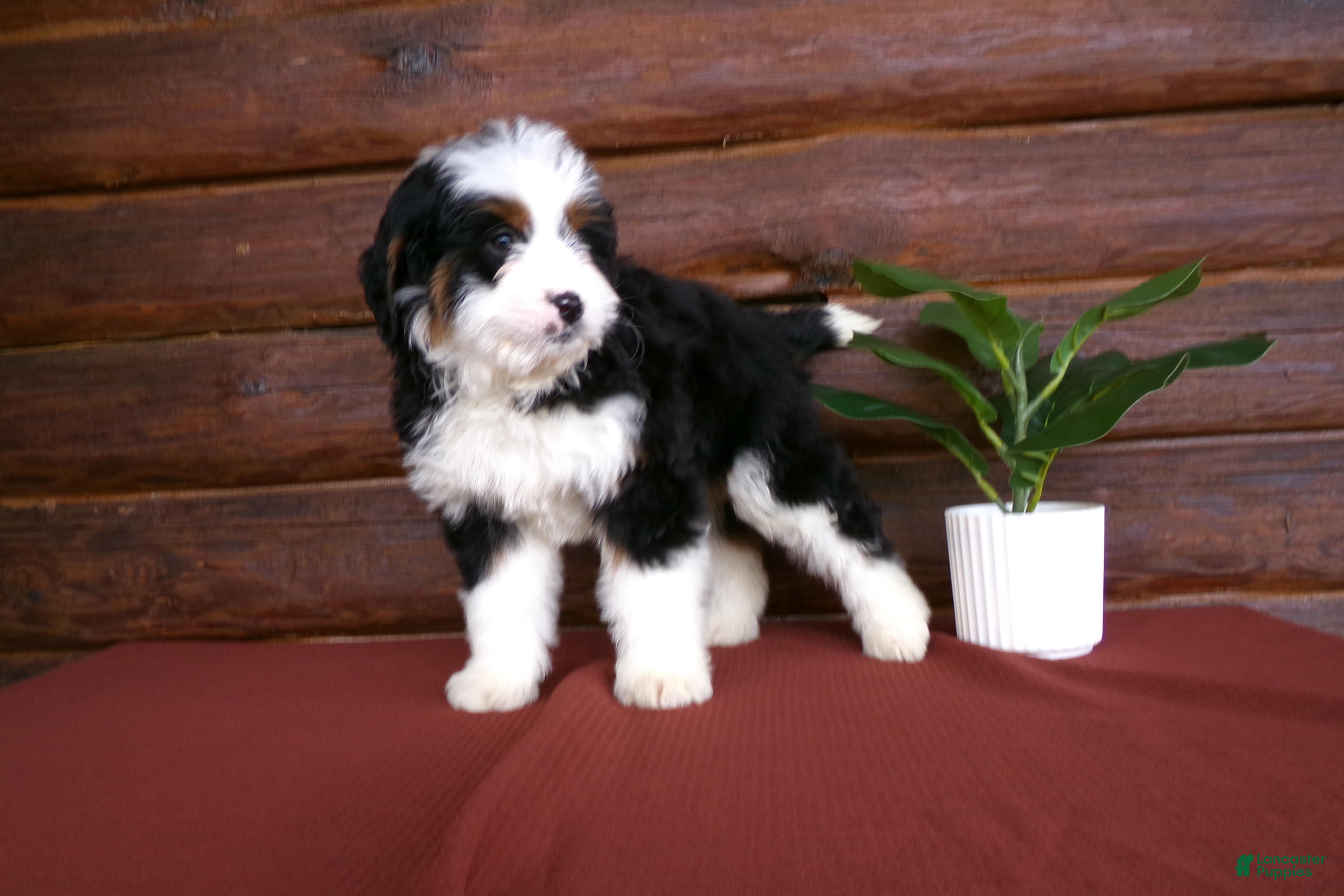 Mini Bernedoodle dogs Avery - Ad 1