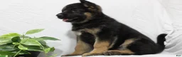 German Shepherd dogs for sale: Elsa  - Ad 6