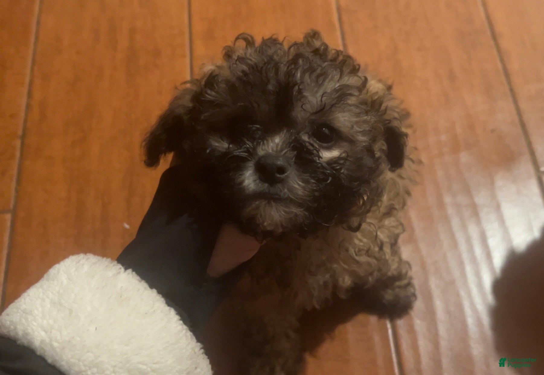 Shihpoo dogs Shihpoo Puppy 2 - Ad 4