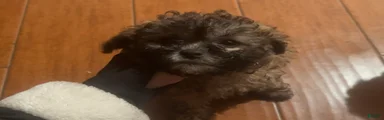 Shihpoo Puppy 2