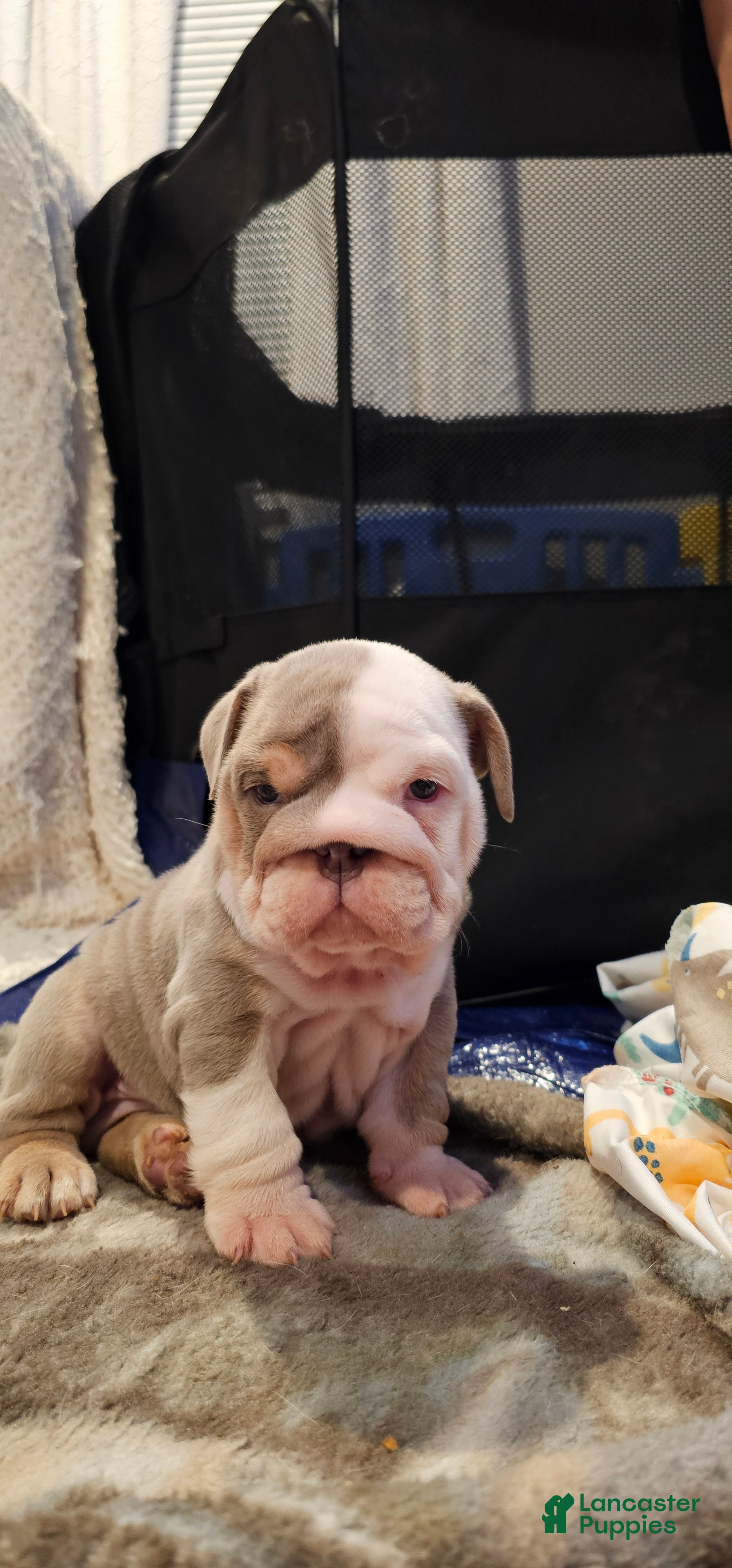 English Bulldog dogs for sale: English Bulldog 3 - Ad 4
