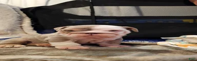 English Bulldog 3